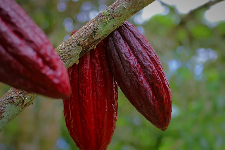 Cacao sostenible: Brasil, Colombia y Perú preparan una agenda de colaboración