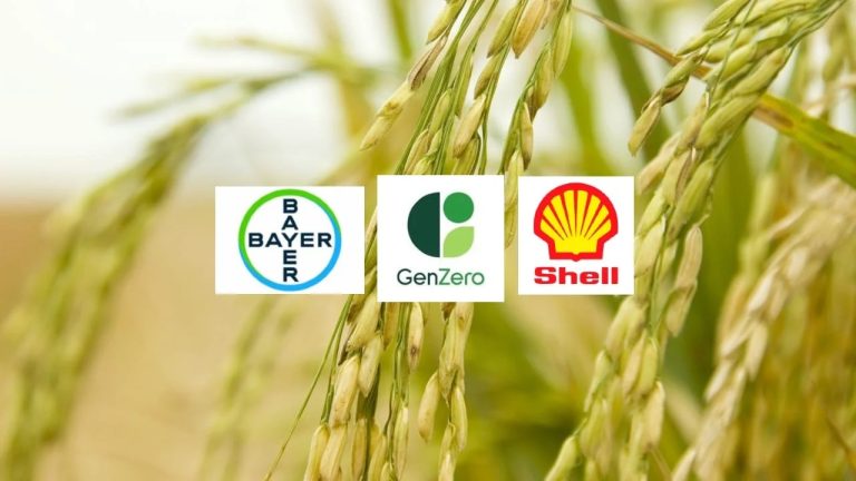 Lanzan programa contra las emisiones en el cultivo de arroz