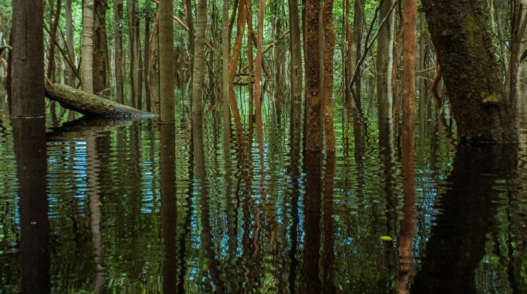Brasil aprueba R$ 400 millones en compensación ambiental para Unidades de Conservación