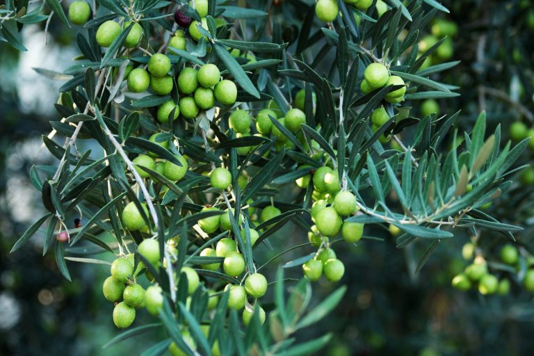 Estudio: Combinan tecnología fotovoltaica bifacial para el cultivo de tres variedades de olivo
