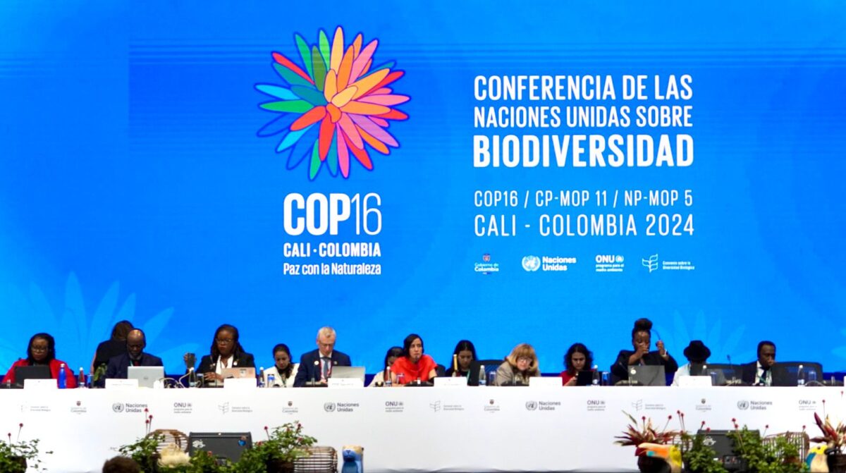 COP16