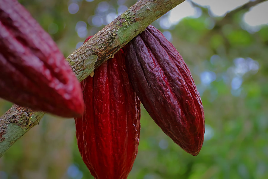 Cacao sostenible: Brasil, Colombia y Perú preparan una agenda de…
