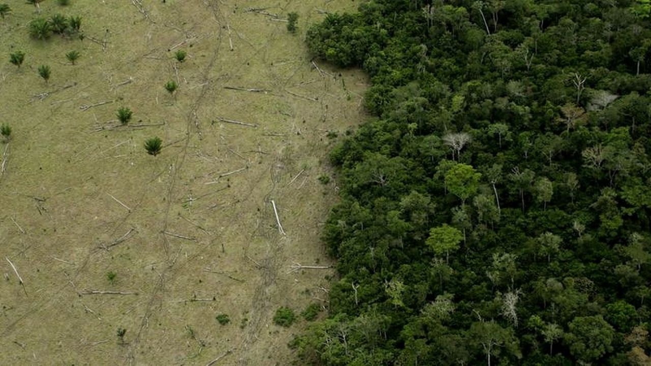 Parcelas ilegales del Amazonas a la venta a través de…