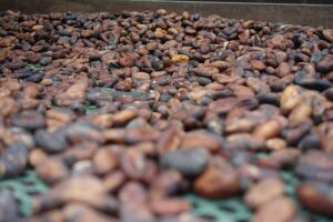 Cacao sostenible