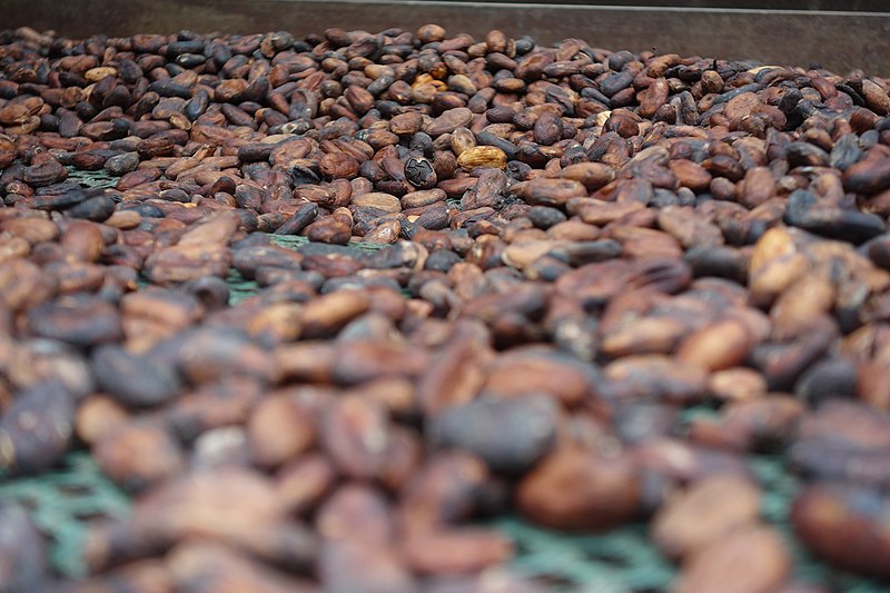Producción de cacao sostenible