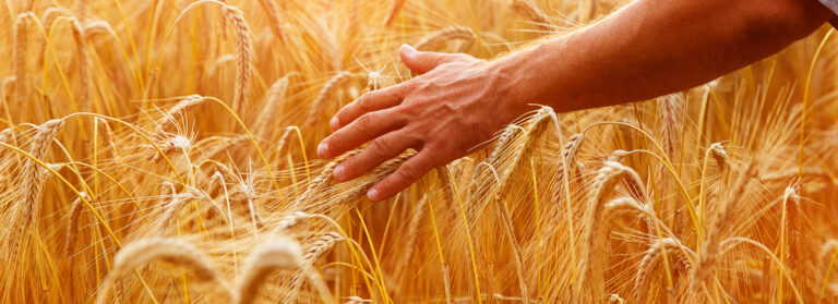 Grupo Bimbo anuncia estrategia sostenible de maíz y trigo