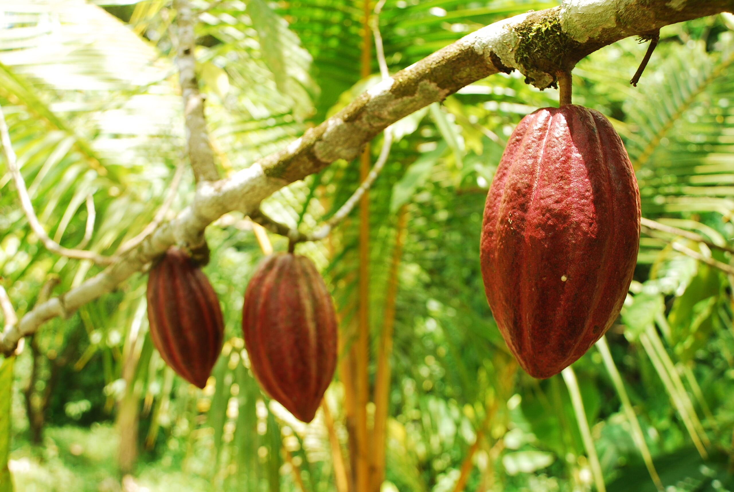 Cacao sostenible: Brasil, Colombia y Perú preparan…