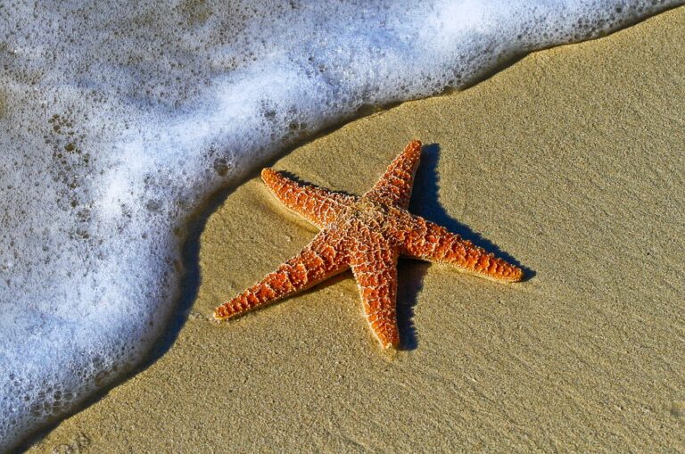 Criarán Estrellas de mar para luchar contra el cambio climático