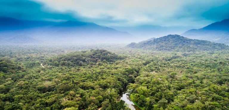 Nace la Coalición LEAF con el objetivo de proteger los bosques tropicales