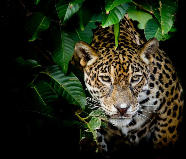 Conexión Jaguar: el proyecto de ISA para mitigar el cambio climático