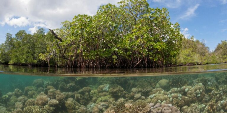 ORRAA: los océanos necesitan inversión de $500 millones para 2030 para mitigar el riesgo climático