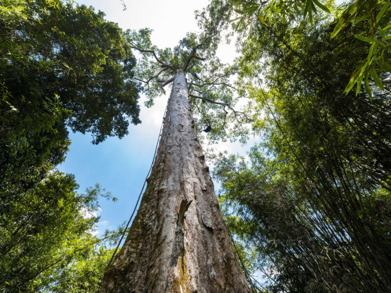 luis-rios-de-partnerships-for-forests-existen-posibilidades-reales-de-que-se-preserven-los-bosques