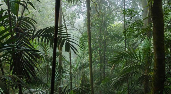 amazon-lanza-iniciativa-de-reforestacion-destinada-a-restaurar-la-selva-tropical-de-brasil