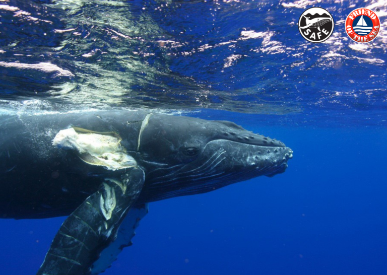 Organización Mundial de Sostenibilidad lanza programa para salvar a las ballenas