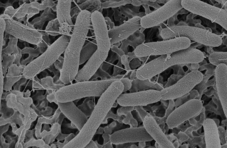 Desarrollan bacterias que pueden crear biocombustibles