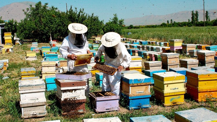 México: BID Invest apoya a productores de miel afectados por el cambio climático