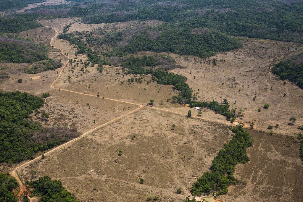 greenpeace-tasa-de-deforestacion-amazonica-es-la-mas-alta-desde-2006