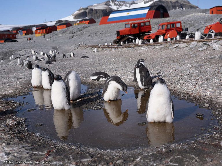 Greenpeace: Pingüinos de la Antártida corren grave peligro de extinción