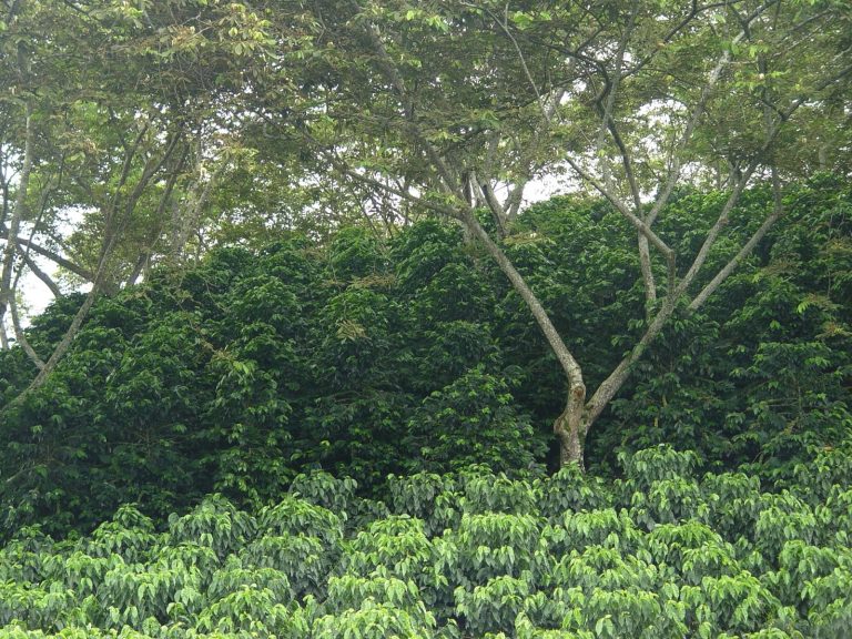 Congreso de Colombia aprobó ley de Restauración Ecológica para promover siembra de árboles