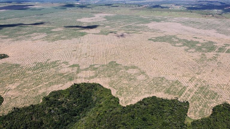 Brasil desplegó plan para combatir la deforestación en la Amazonía