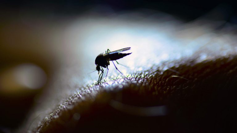 Informe: Dengue, Lyme y cólera, cómo el cambio climático estimula las enfermedades