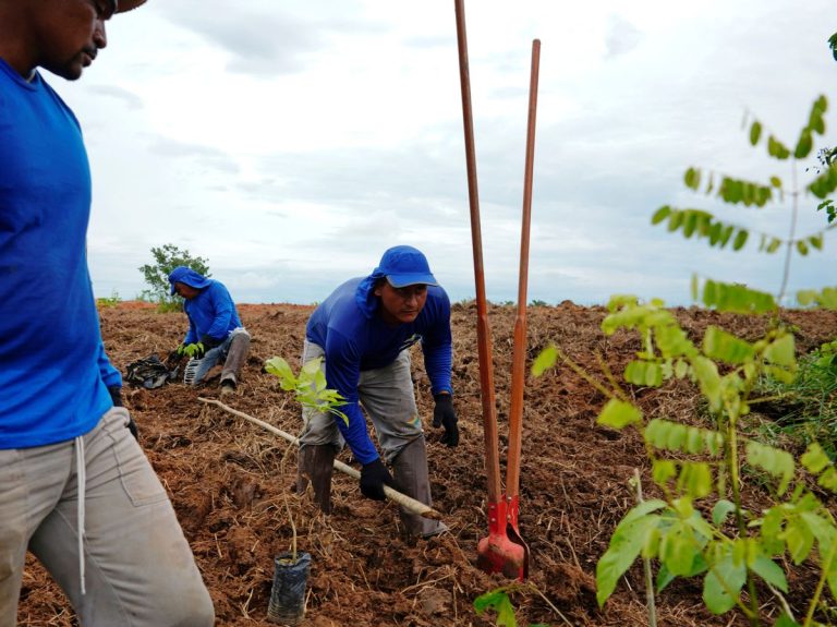 Enel ha sembrado más de 300.000 árboles en Colombia