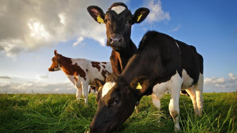 FAO: América Latina ha conseguido aumentar la producción de carne y reducir las emisiones