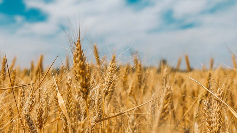 Nestlé Cereales lanza “Plan de Trigo Nestlé” como impulso a la agricultura regenerativa