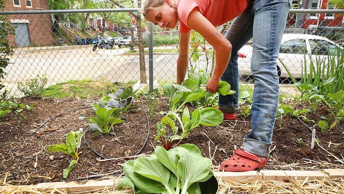 Jardineros logran elaborar huertos urbanos en lugares poco comunes