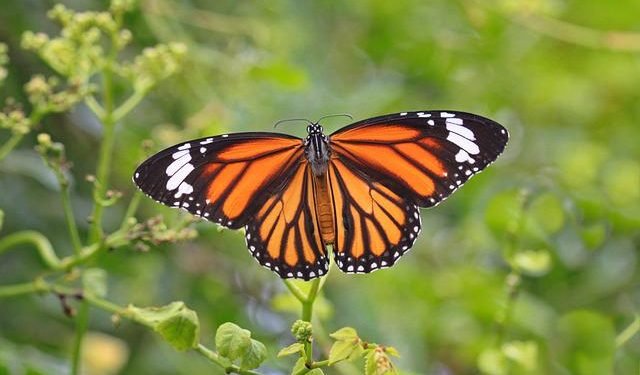 Estudio afirma que las mariposas monarcas no…