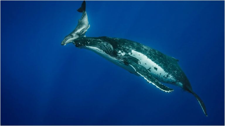 Ballenas jorobadas: Otra especie amenazada por el cambio climático