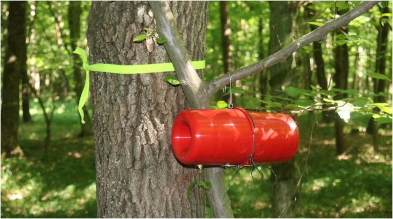 AIMPLAS desarrolla trampas y feromonas inteligentes para controlar a depredadores de árboles