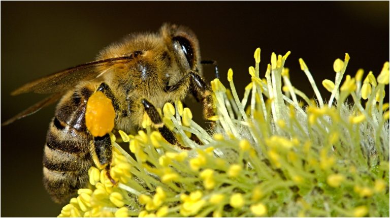 La importancia de las abejas para la vida en la Tierra