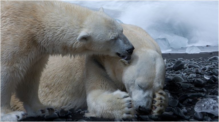 Cómo afecta el cambio climático a los osos polares