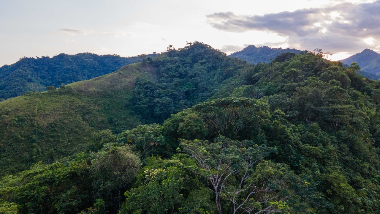 Colombia busca fortalecer el control de la deforestación