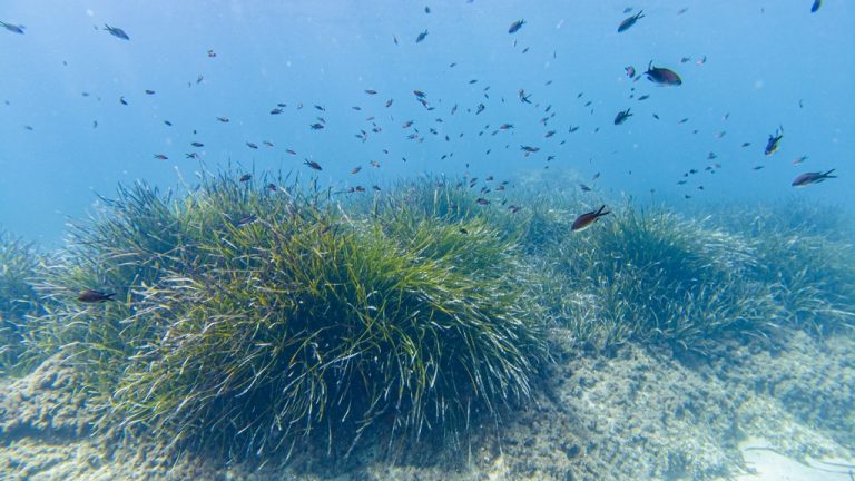 Qué es la posidonia oceánica y su importancia en la lucha contra el cambio climático