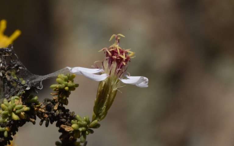 Descubren nueva especie de planta en Chile que era exclusiva de los Andes tropicales