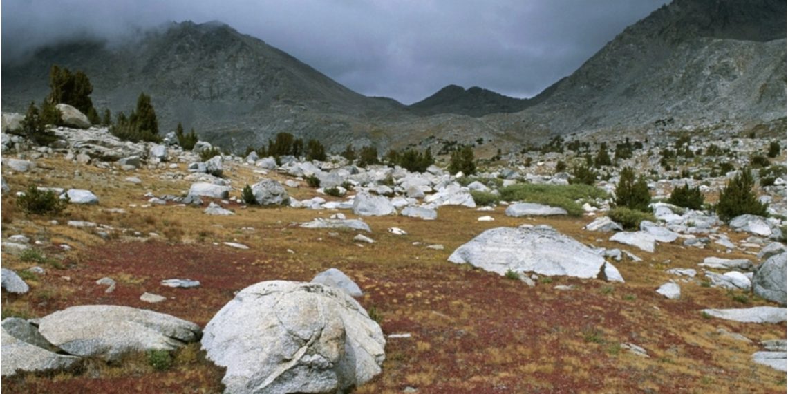 Qué es la tundra y por qué es importante - Latam Green