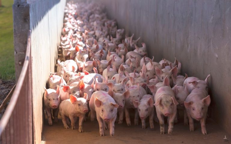 Chile anuncia la primera norma de olores que regulará las emisiones del sector porcino en el país