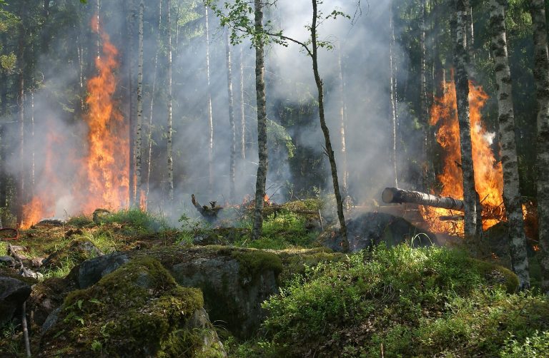 Desarrollan herramienta para prevenir incendios forestales