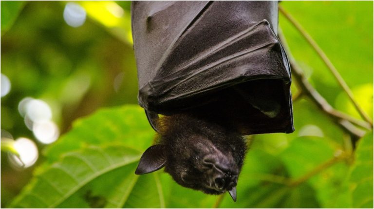 Estudio: 52% de las especies de murciélagos en América del Norte está en riesgo de disminución drástica