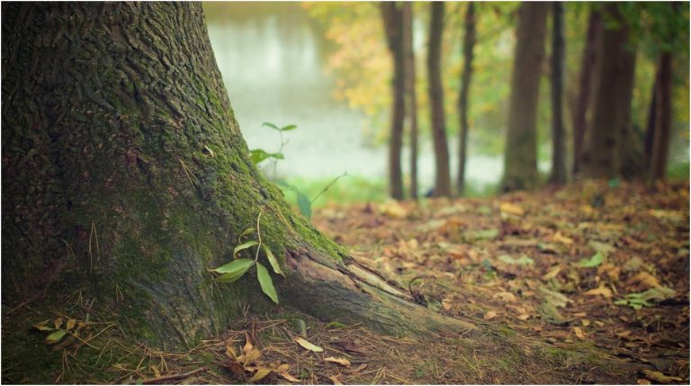 Qué son los árboles nativos y por qué son importantes para la lucha contra el cambio climático