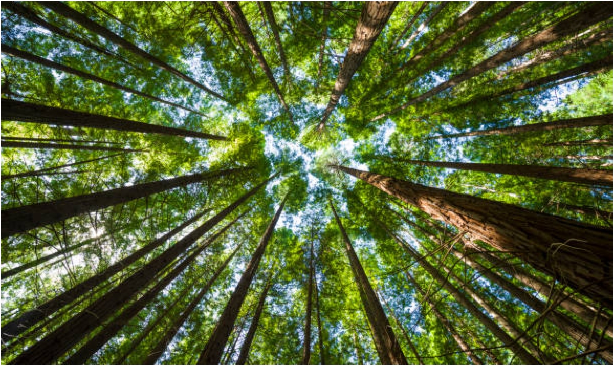 Más allá de los árboles: Descubriendo otros sumideros de carbono