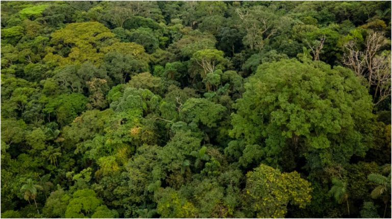 Colombia crea grupo de análisis financiero para detectar capitales que financian la deforestación