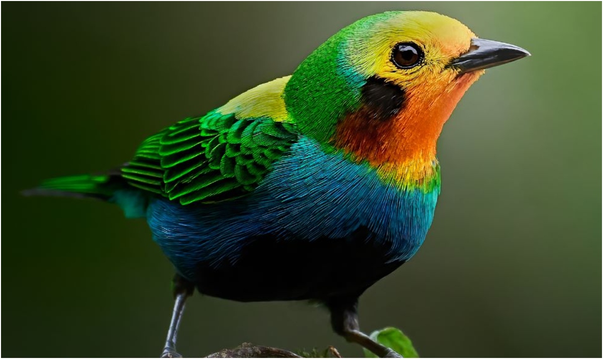 Colombia revela nueva Estrategia Nacional para Conservación de las Aves