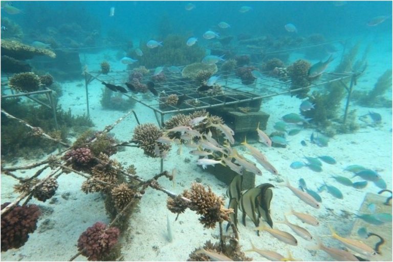 Huawei revela segunda fase de su proyecto en pro de la restauración de ecosistemas marinos