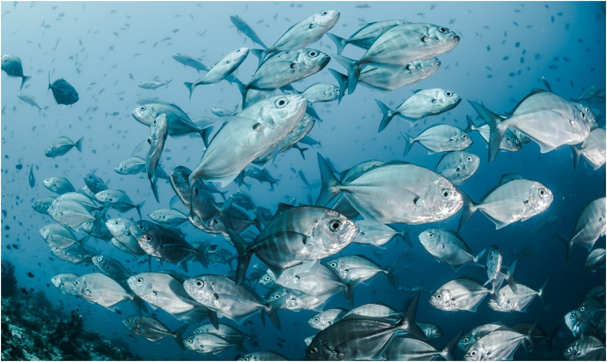 Relais & Châteaux implementa estrategia para servir pescados, crustáceos y…