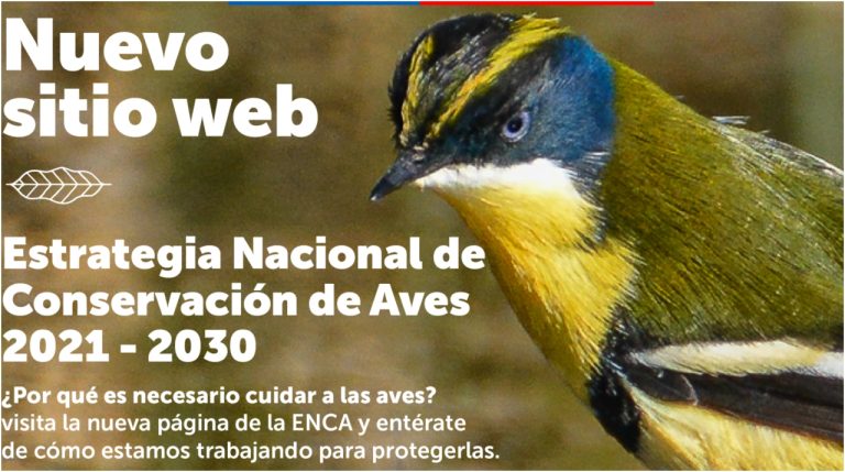 Chile lanza el primer sitio web de Estrategia de Conservación de Aves de Latinoamérica