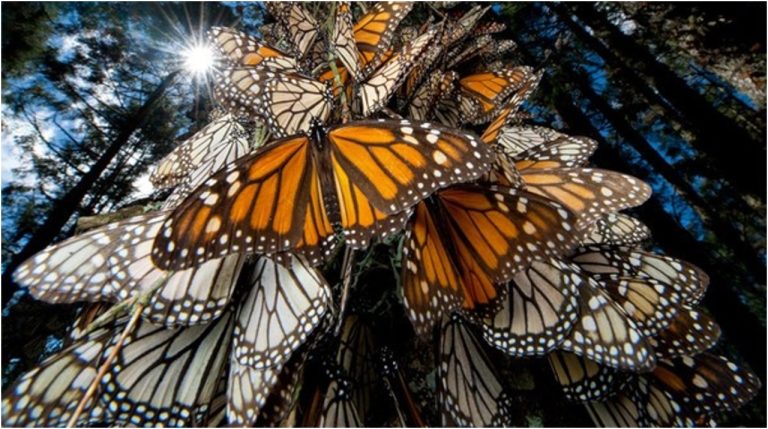 Reforestan reserva de la biosfera mariposa monarca en México