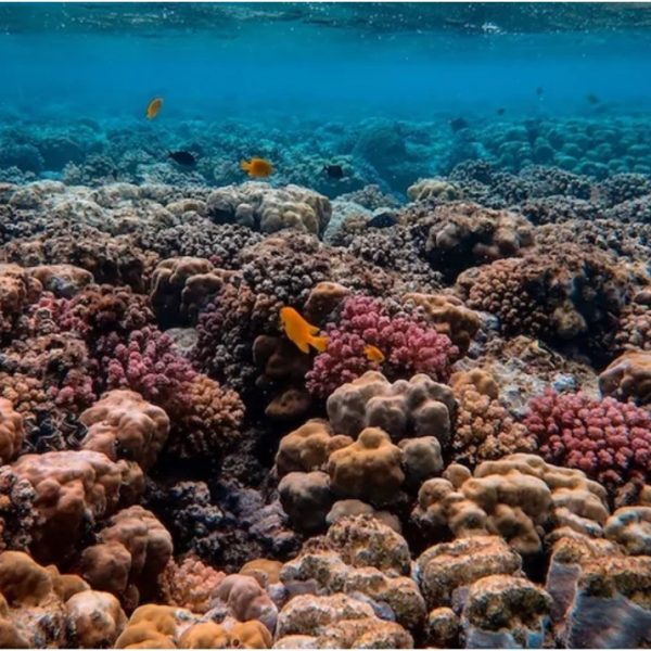 CAF impulsa la restauración de arrecifes de coral en México, Colombia, Costa Rica y Ecuador